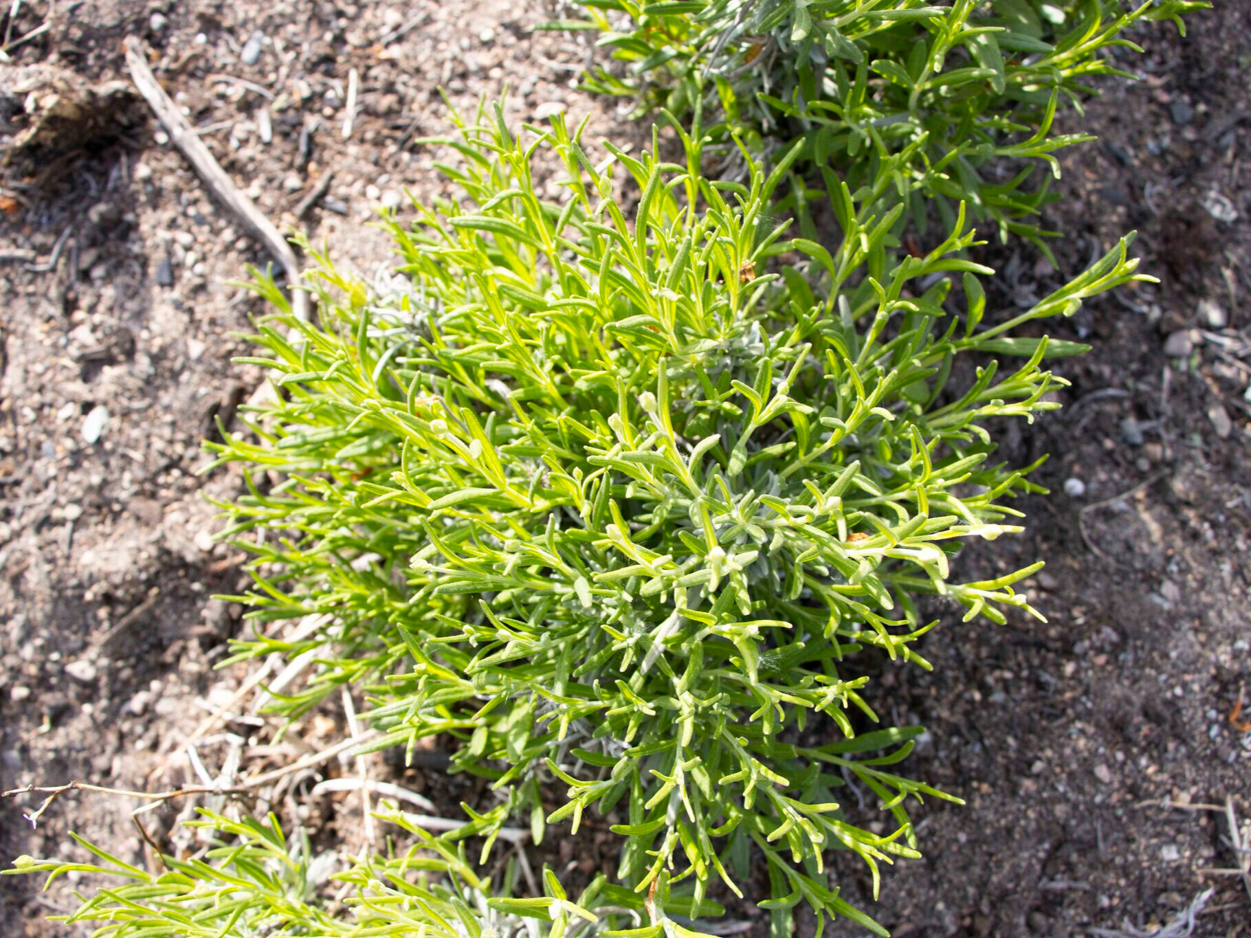 Sunnana Biodiversitet