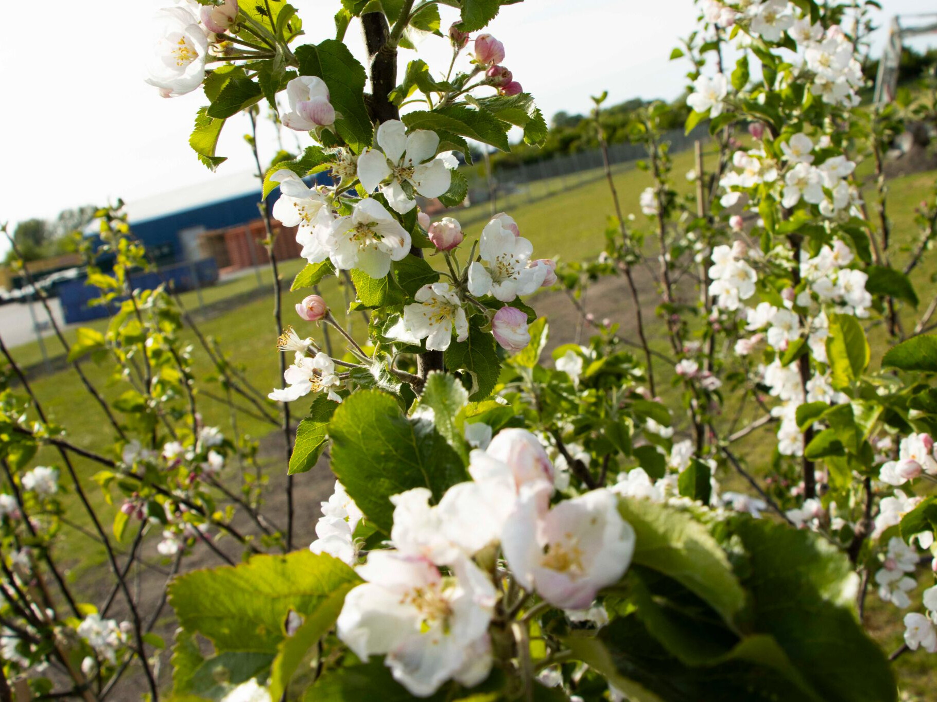 Sunnana Biodiversitet2